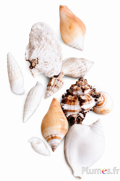 Conchiglie - lung. 3-7 cm - naturale